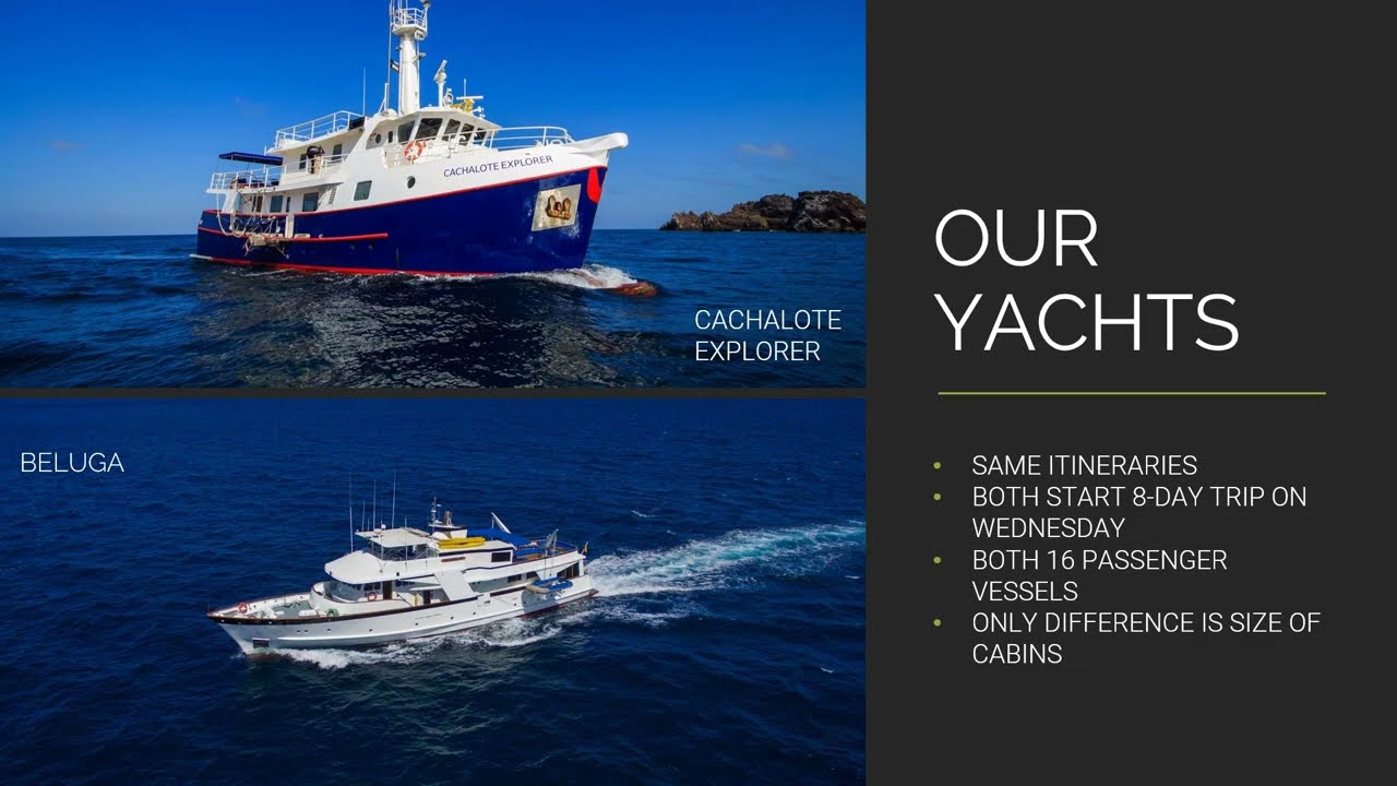 Best Small Ship Cruise Wildlife Itineraries in the Galápagos Islands #wildlifetravel #wildlifetour