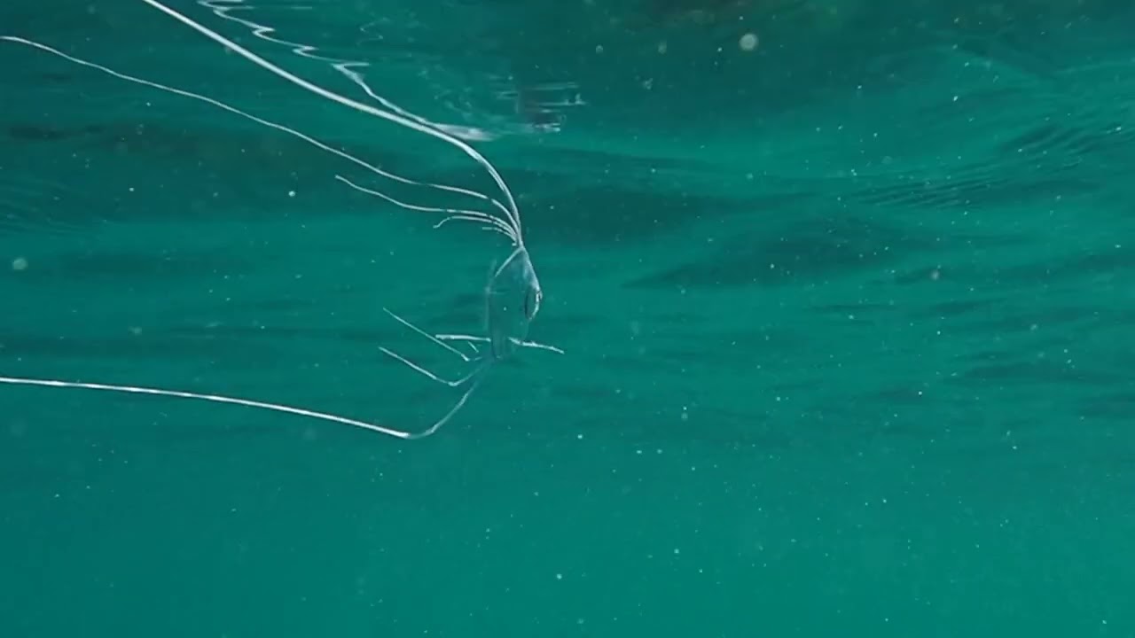 水面近くのイトヒキアジ African pompano near the water surface
