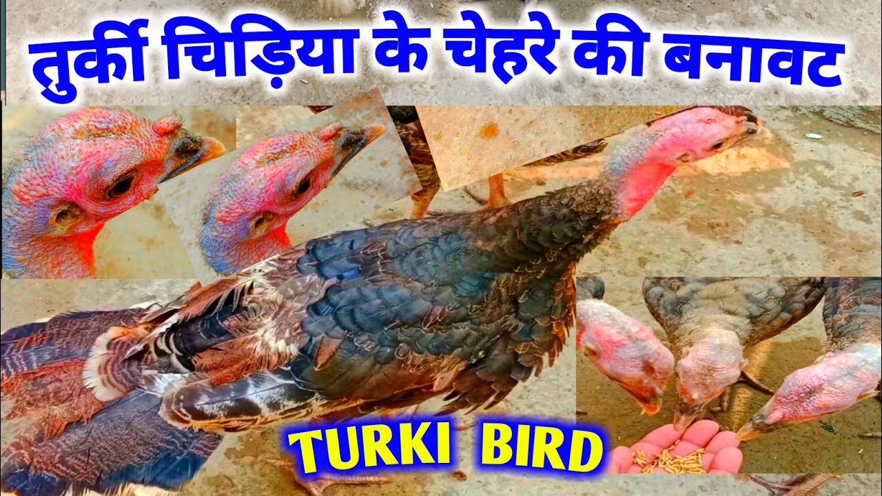 Turkey | Bird Sound | Watch how turkey Birds are hooking and Turkey Feeding in the open field |