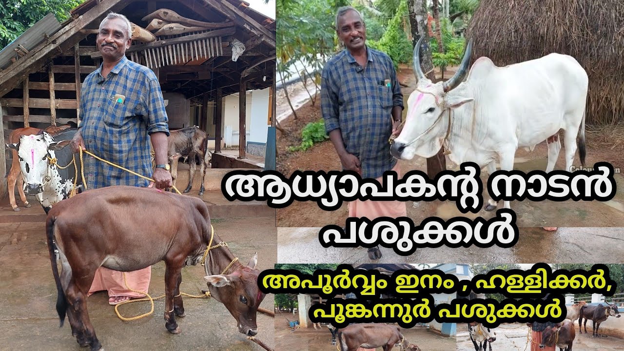 അധ്യാപകൻ്റെ അപൂർവയിനം നാടൻ പശുക്കൾ | പൂങ്കന്നൂർ ,ഹളളിക്കർ പശുക്കൾ