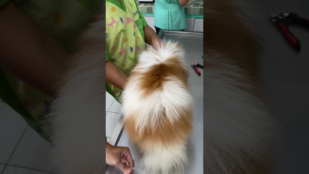 Vaccination day for our dog! #vaccination #vlog #push #dog #push #clinic