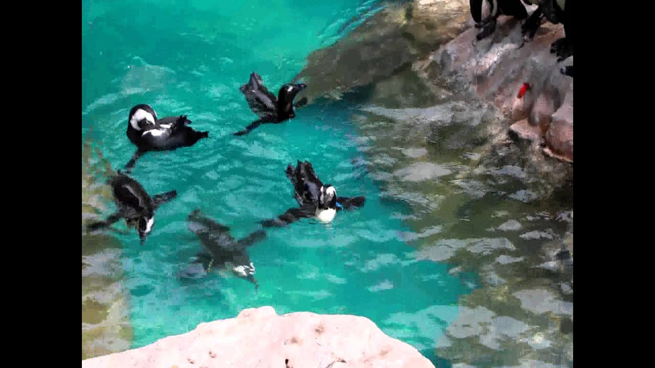African Penguins Swimming at Jurong Bird Park, Singapore