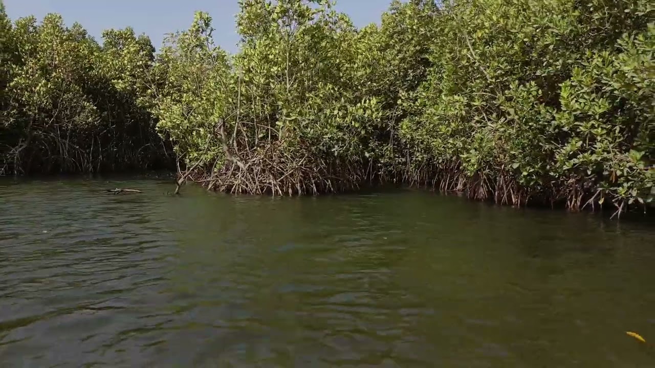 Gambia - Święty Las Makasutu