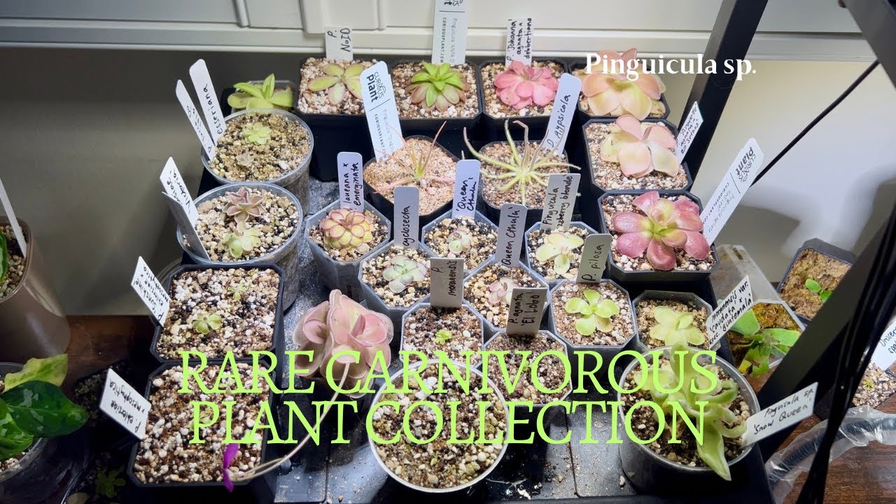 My Carnivorous Pinguicula Collection | Rare Indoor Houseplant Tour!