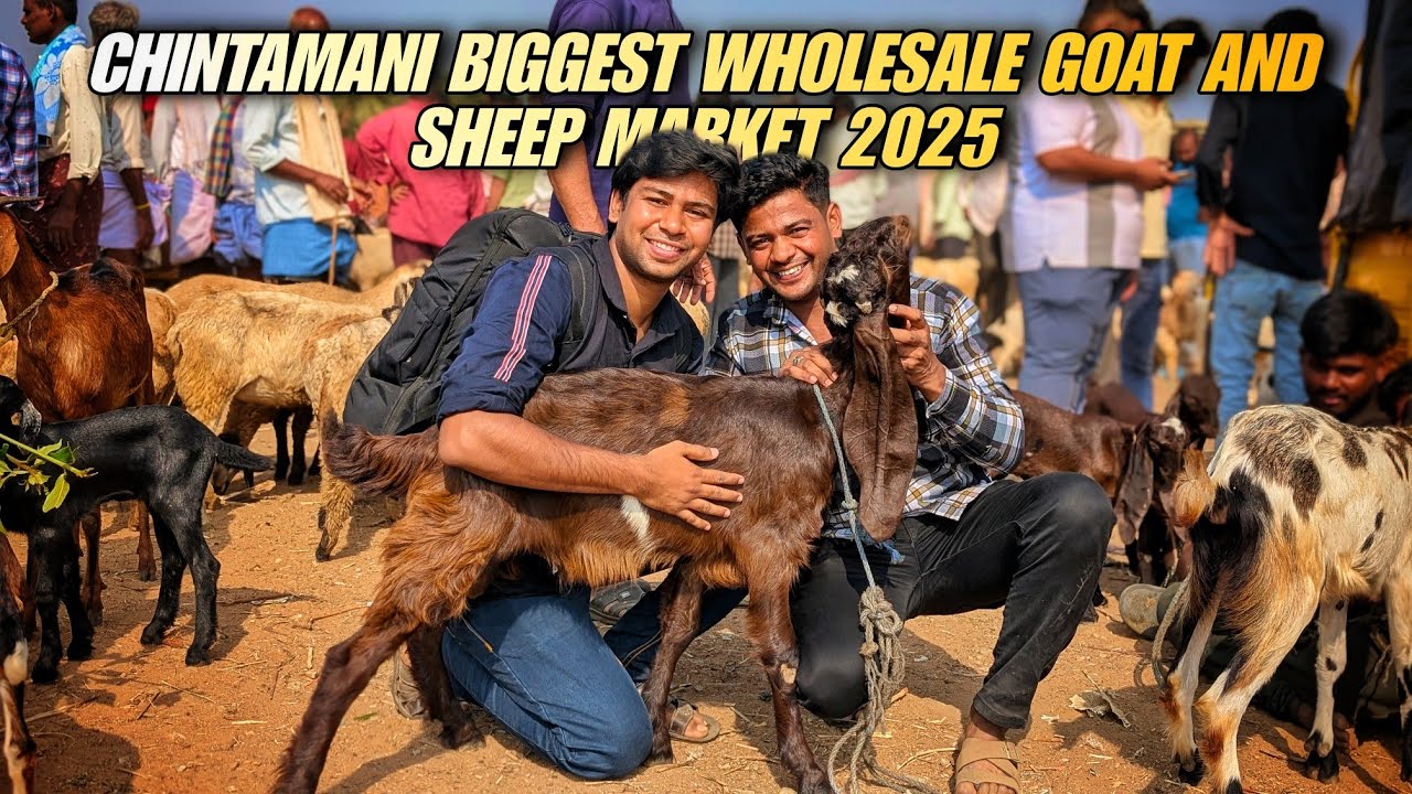 Bangalore Chintamani wholesale goat and sheep Market for this bakrid 2025 ❤️