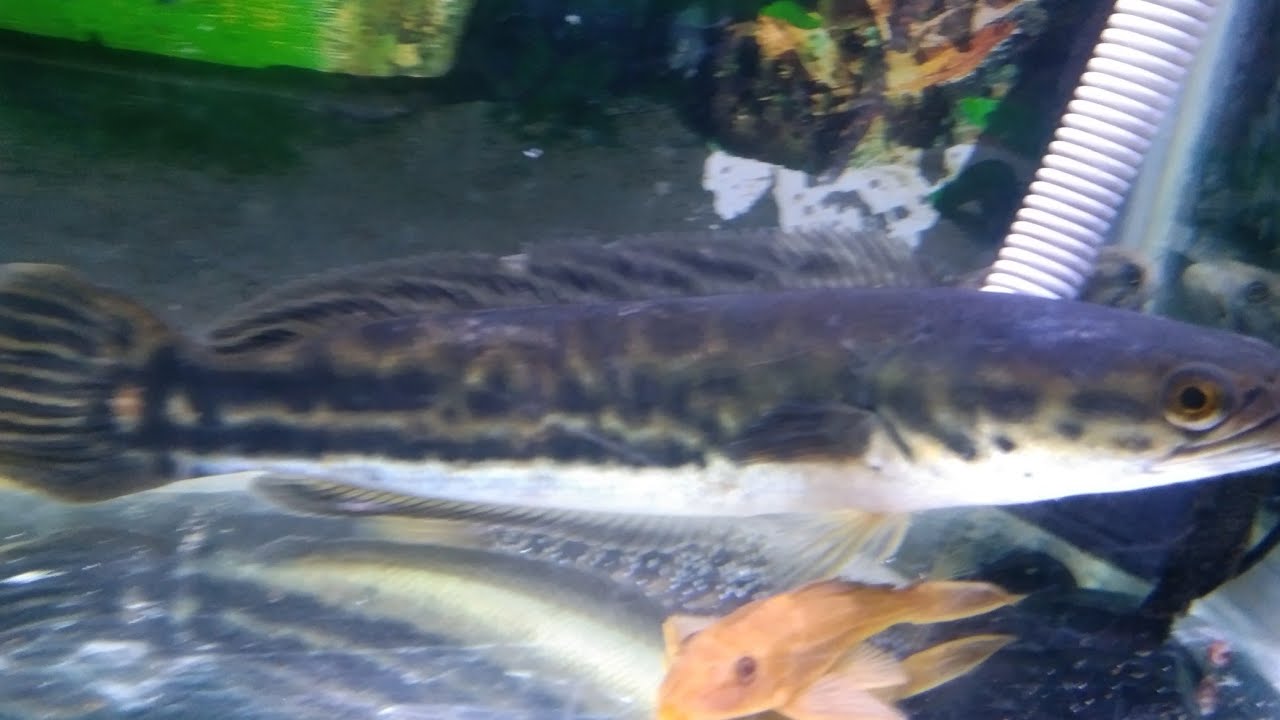 IKAN PREDATOR #38