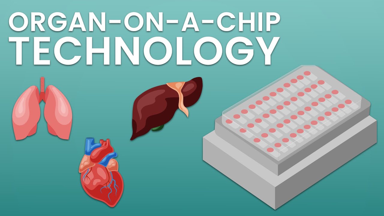 What is organ-on-a-chip technology?