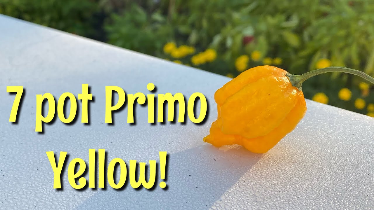 7 Pot Primo Yellow Pod Review