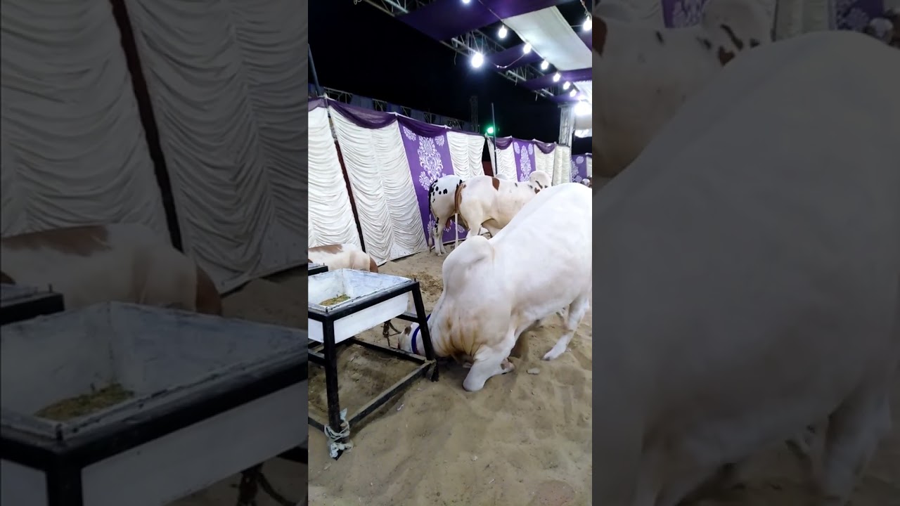 Dangerous Bull In Karachi Cow Mandi |Pakistani Angry Bell Video | Cows Videos | #FQ #shorts