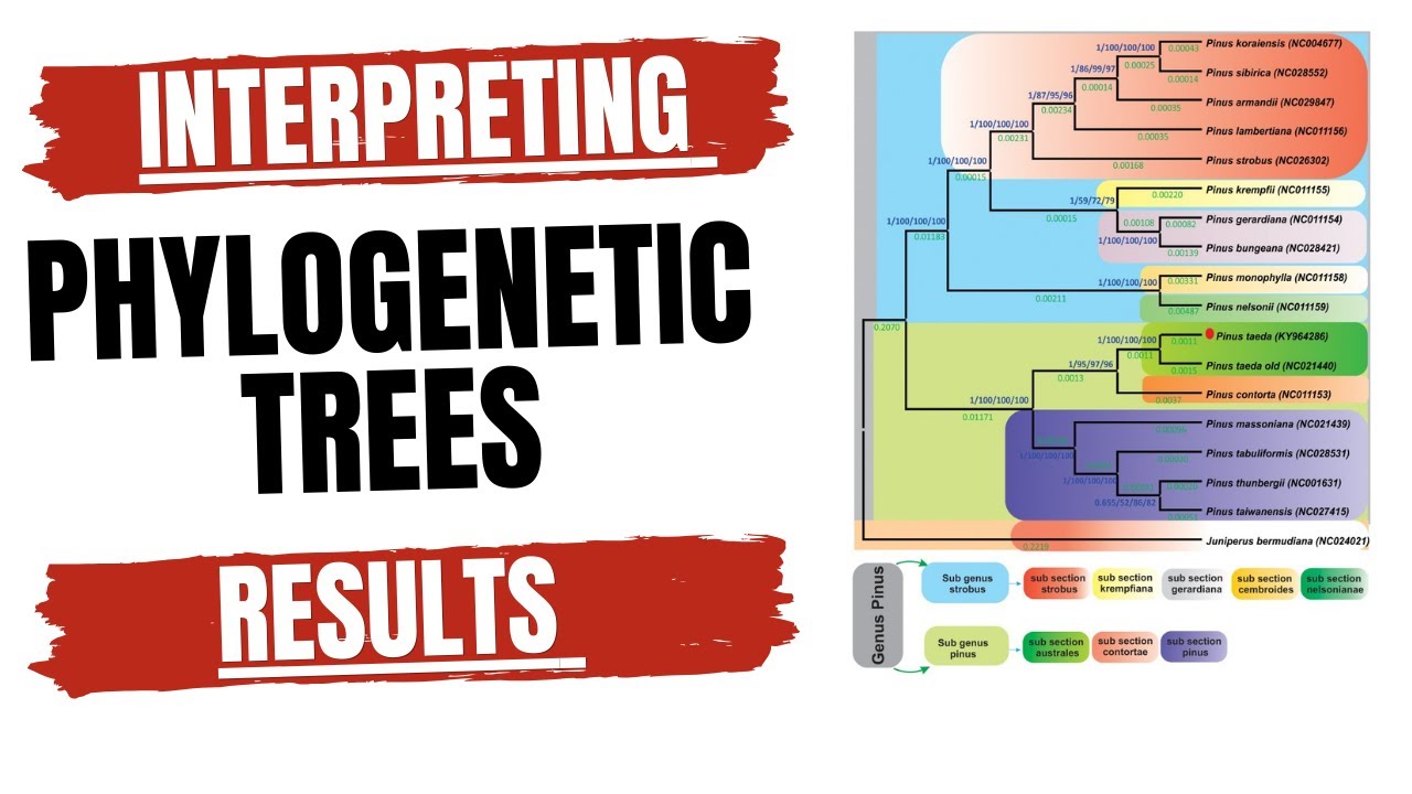 Interpreting  phylogenetic tree results| Phylogeny|Evolution|Education|Biology|Genomics