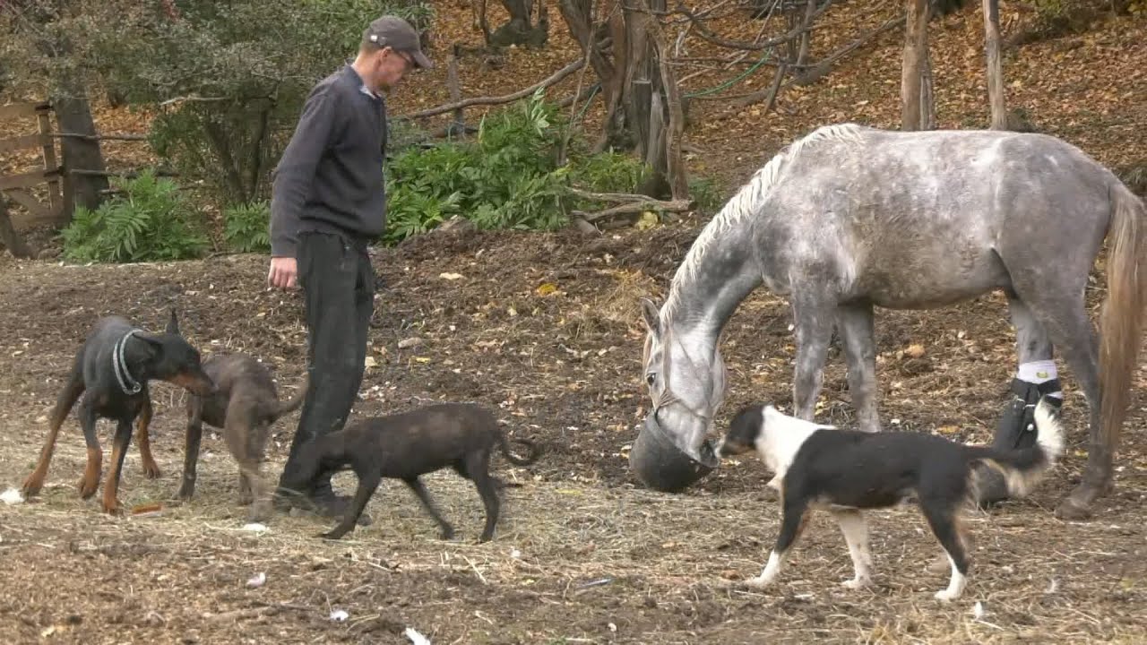 - SPA&Scaron;AVA ŽIVOTINJE, TAKO &Scaron;TO IH DOVODI U MINI ZOO VRT, ANIMAL RESCUE