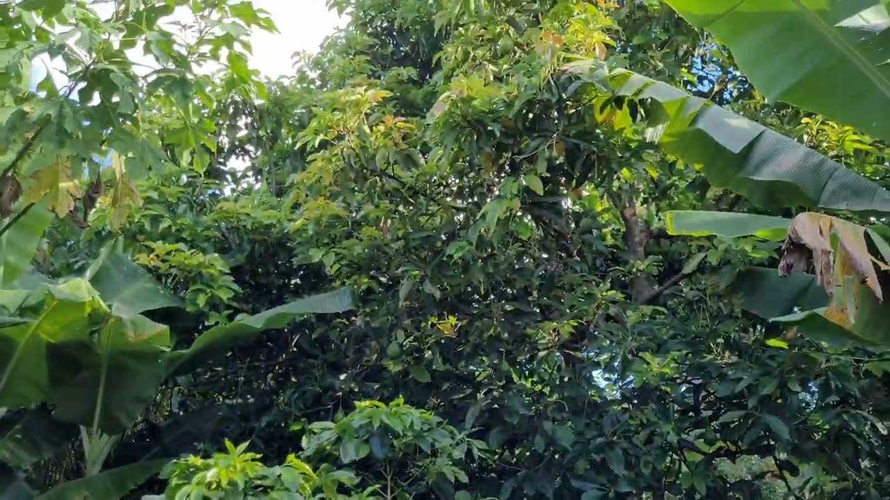Visita a uma agrofloresta com mais de 10 anos.