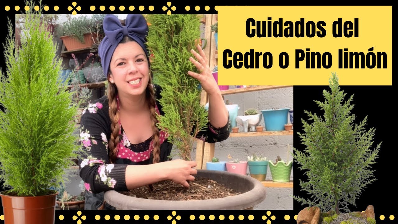 Cuidados y mantenimiento del Pino Limón o el Cedro Limon ♥️♥️♥️