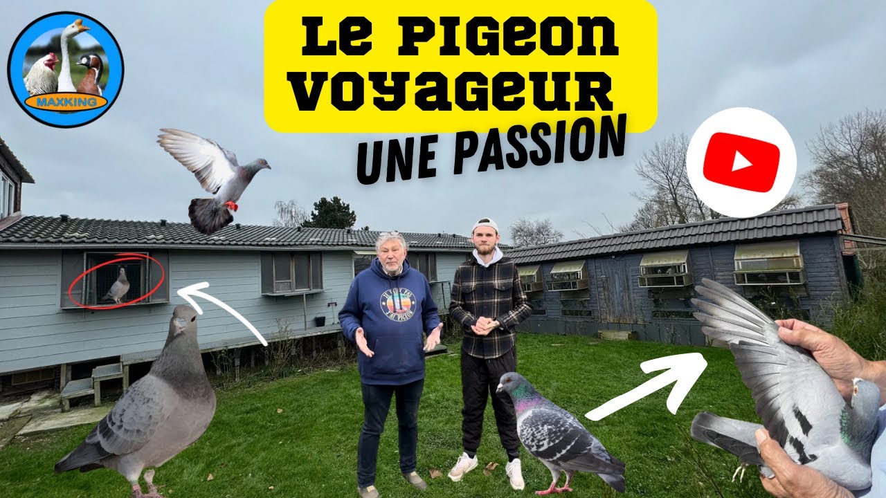L’ÉLEVAGE DE PIGEON VOYAGEUR PRÉSENTATION DES PIGEONNIERS