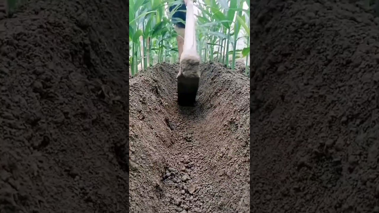Ginger Farming Techniques #satisfying #short