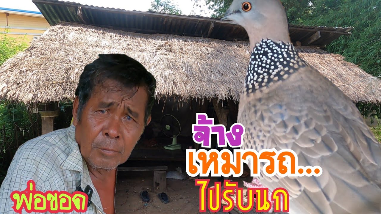 จ้างเหมารถ…ไปรับนกเขาใหญ่…กับทีมงานที่ต่างจังหวัด