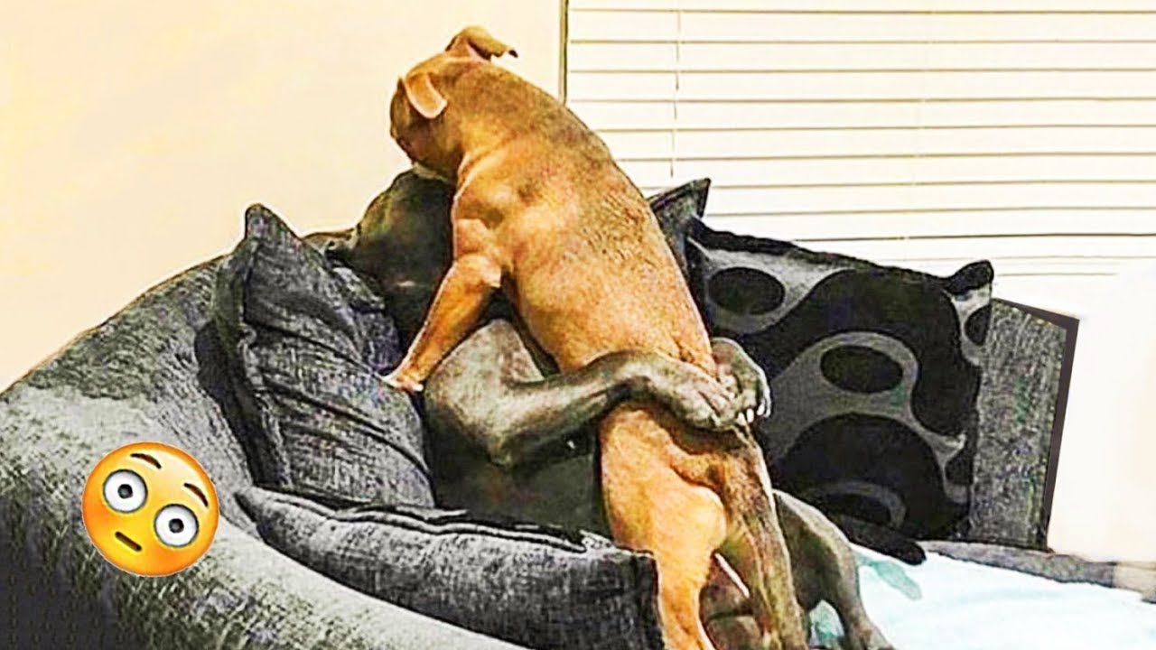 Try Not To Laugh Cats And Dogs Videos 😁 - BEST Funny Animal Videos 2025 #16