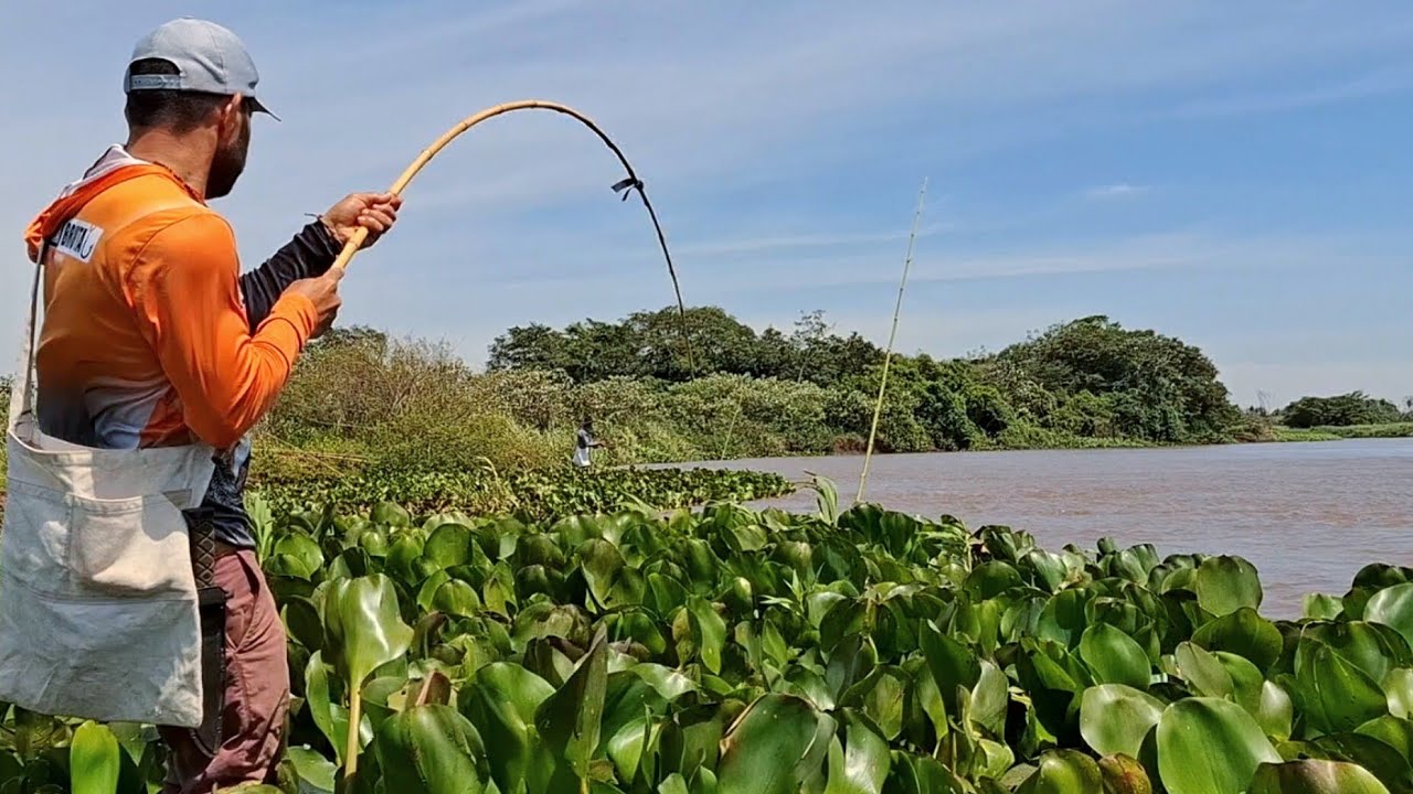 PESCARIA NO RIO AMAMBAÍ MATO GROSSO DO SUL , PESCARIA DE BARRANCO  COM VARA DE BAMBU/PESCA DE TRAÍRA