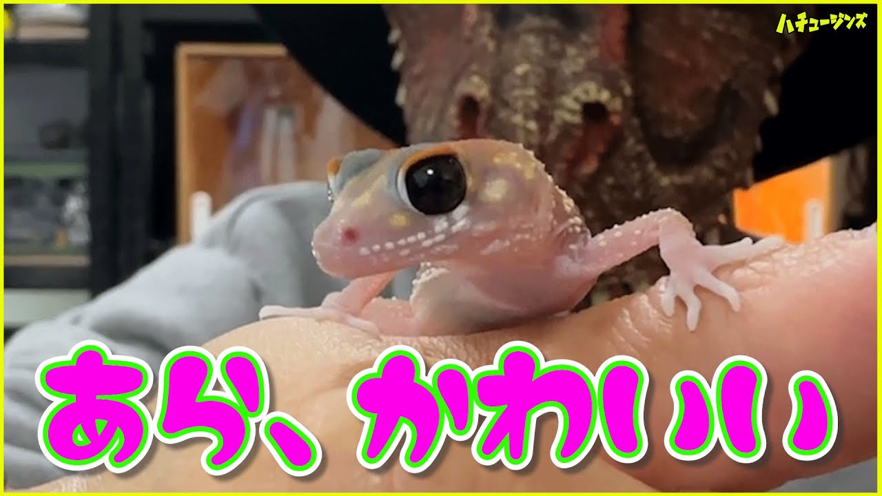 アンダーウッディサウルスミリーの飼育環境セッティングをします【ナキツギオヤモリ】