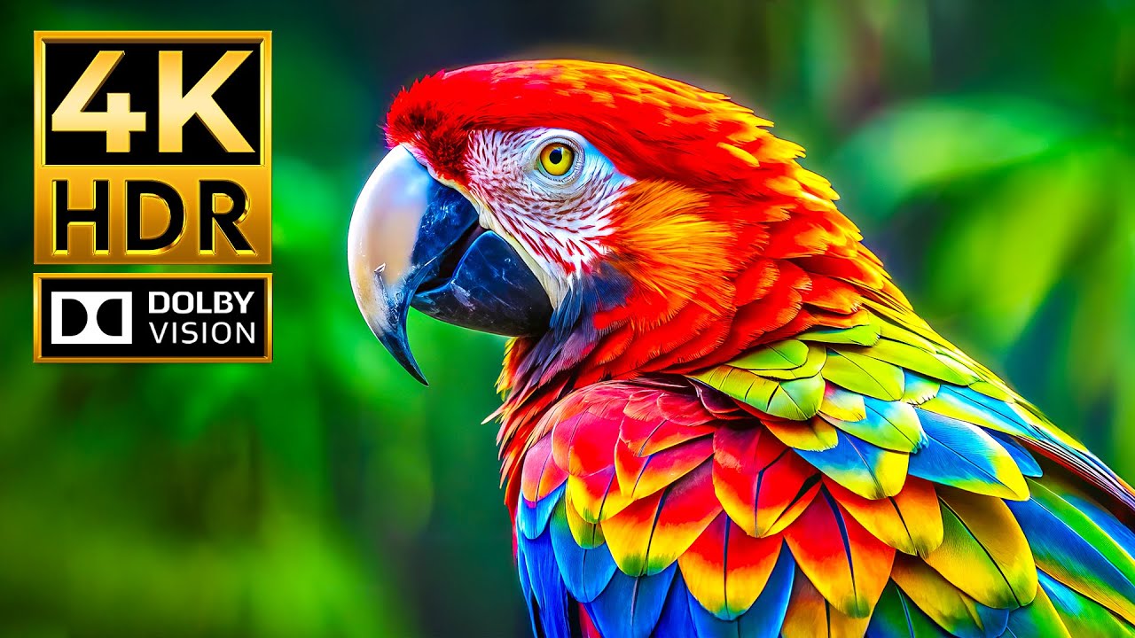 Incredible Wild Animals in Dolby Vision HDR 4K 120 FPS Video - Wildlife Cinema Landscape