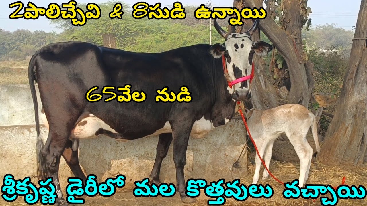 ||శ్రీకృష్ణ డైరీలో మల కొత్త ఆవులు వచ్చాయి! 65వేల నుడి 2పాలిచ్చేవి & 8సుడి ఉన్నాయి!