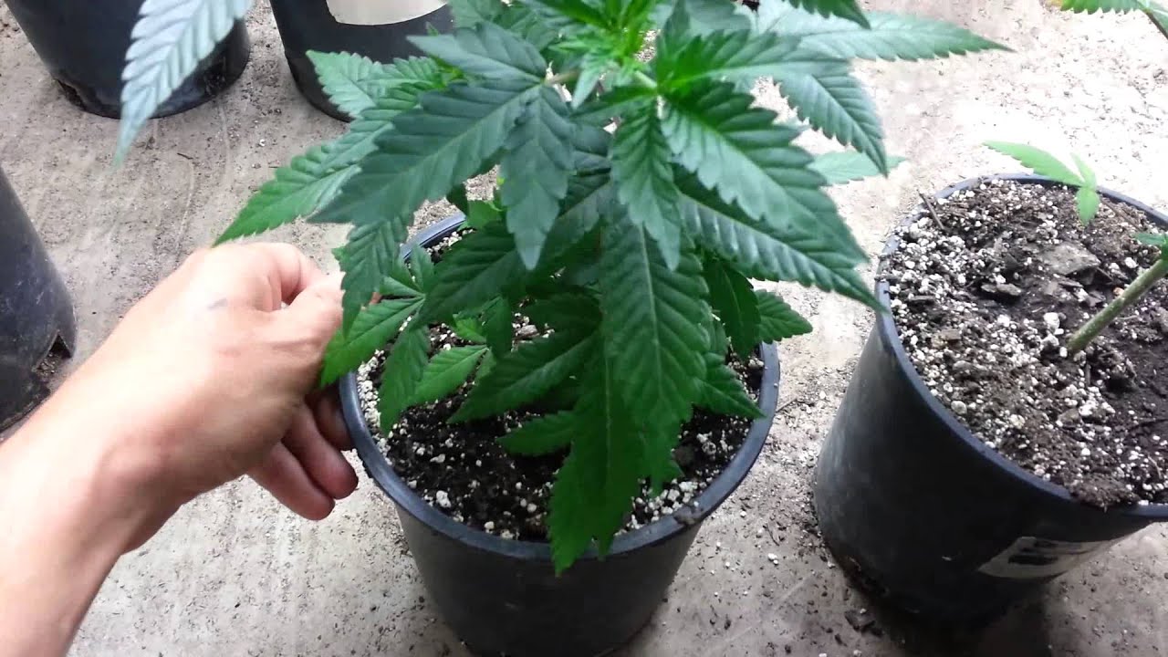 West coast masters genetics
