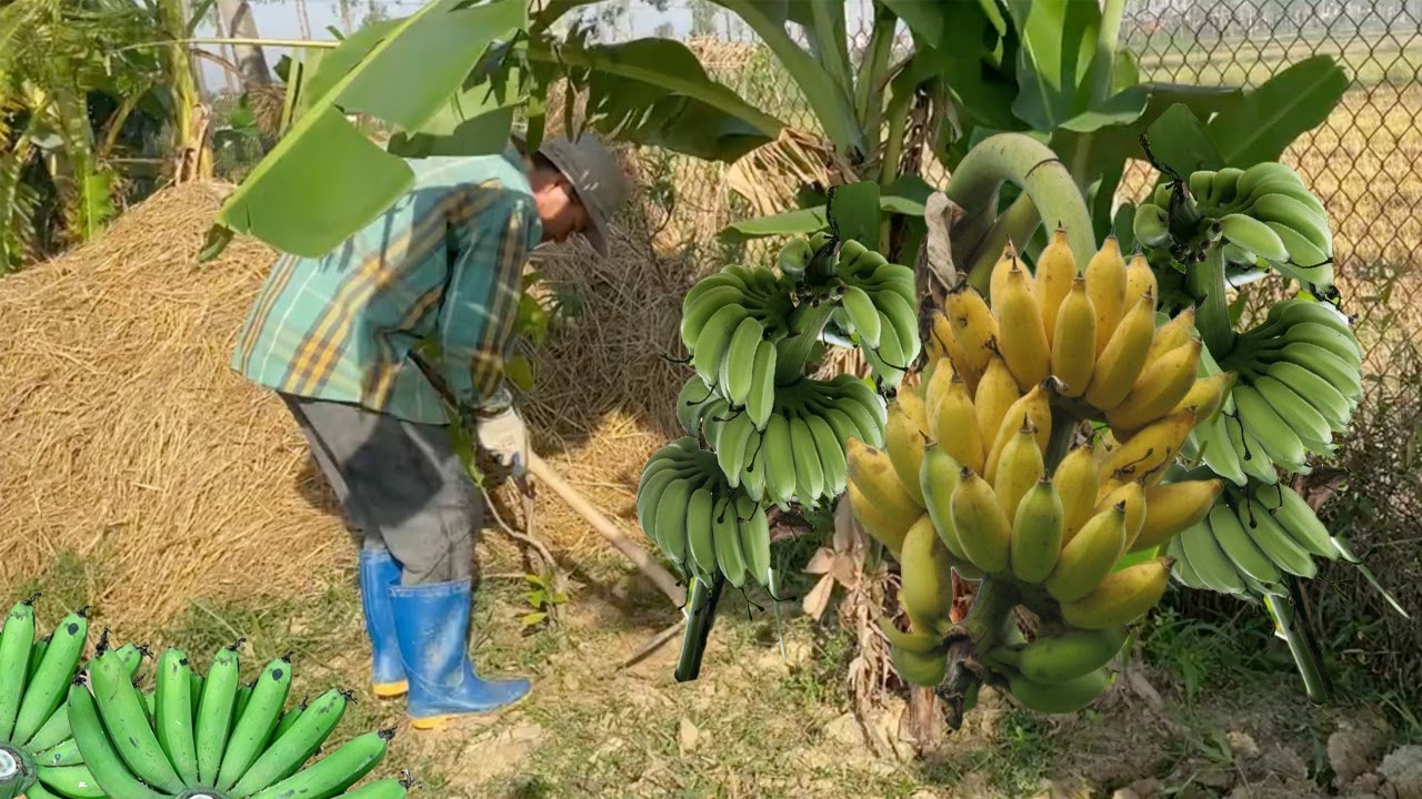 Clever Farming: Transforming Weeds into Fish Food!