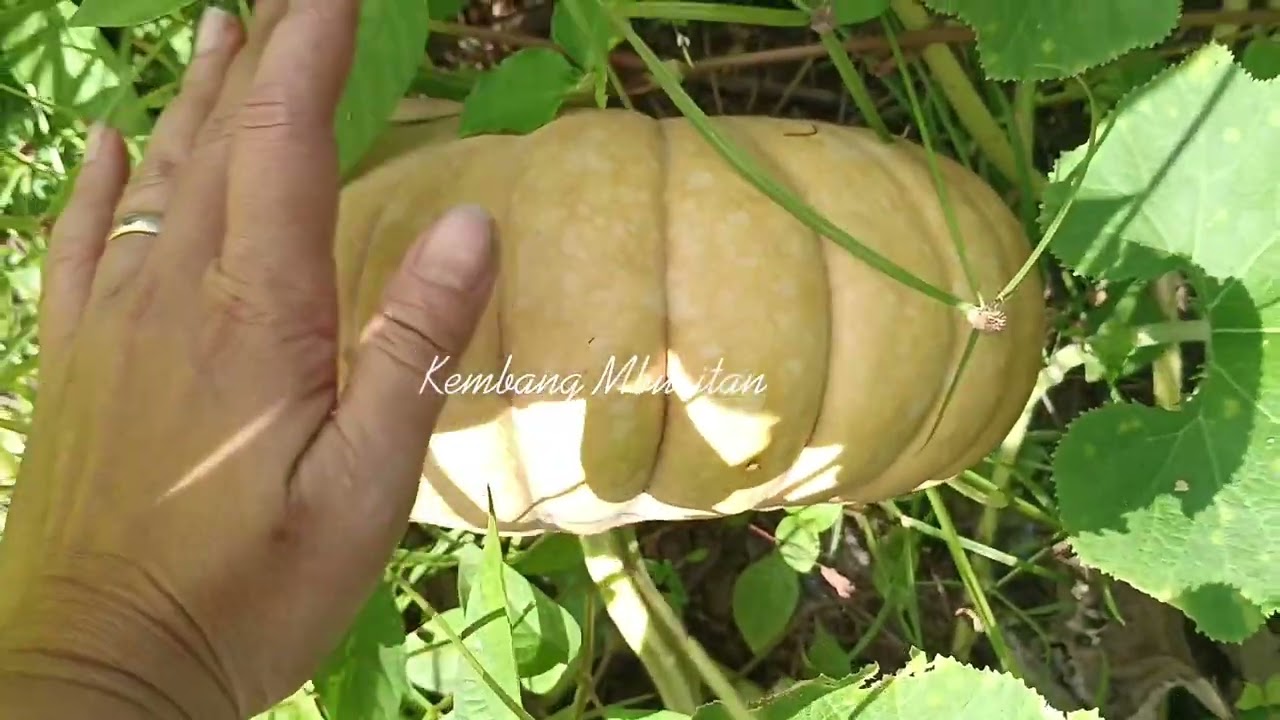 Panen Labu yang besar2