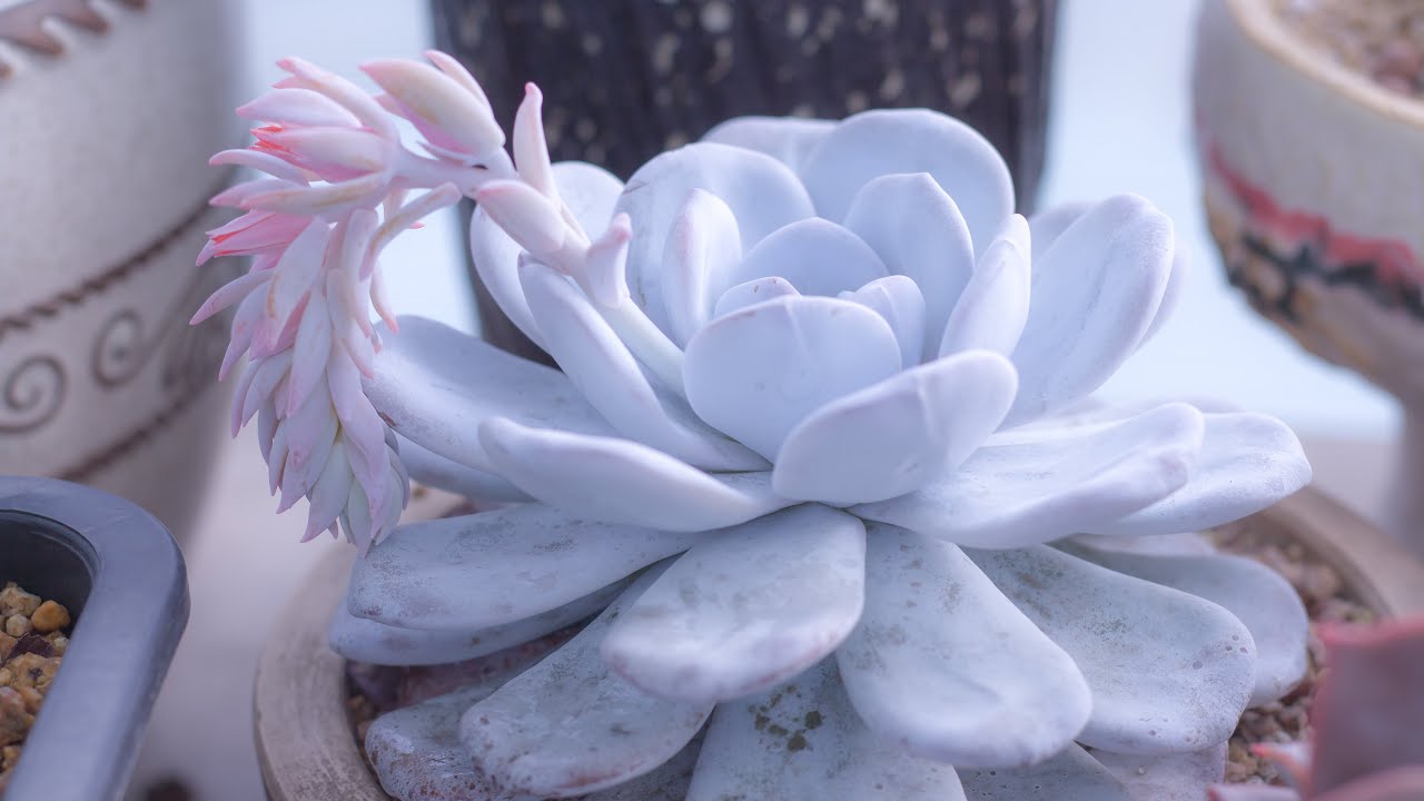 XỬ LÝ HOA SEN ĐÁ NHƯ THẾ NÀO? | 다육식물 | 多肉植物 | Suculentas