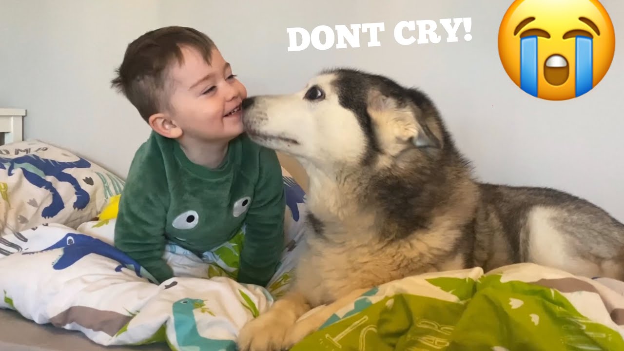 Husky Does Everything She Can To Make My Baby Feel Better! [CUTEST REACTION!!]