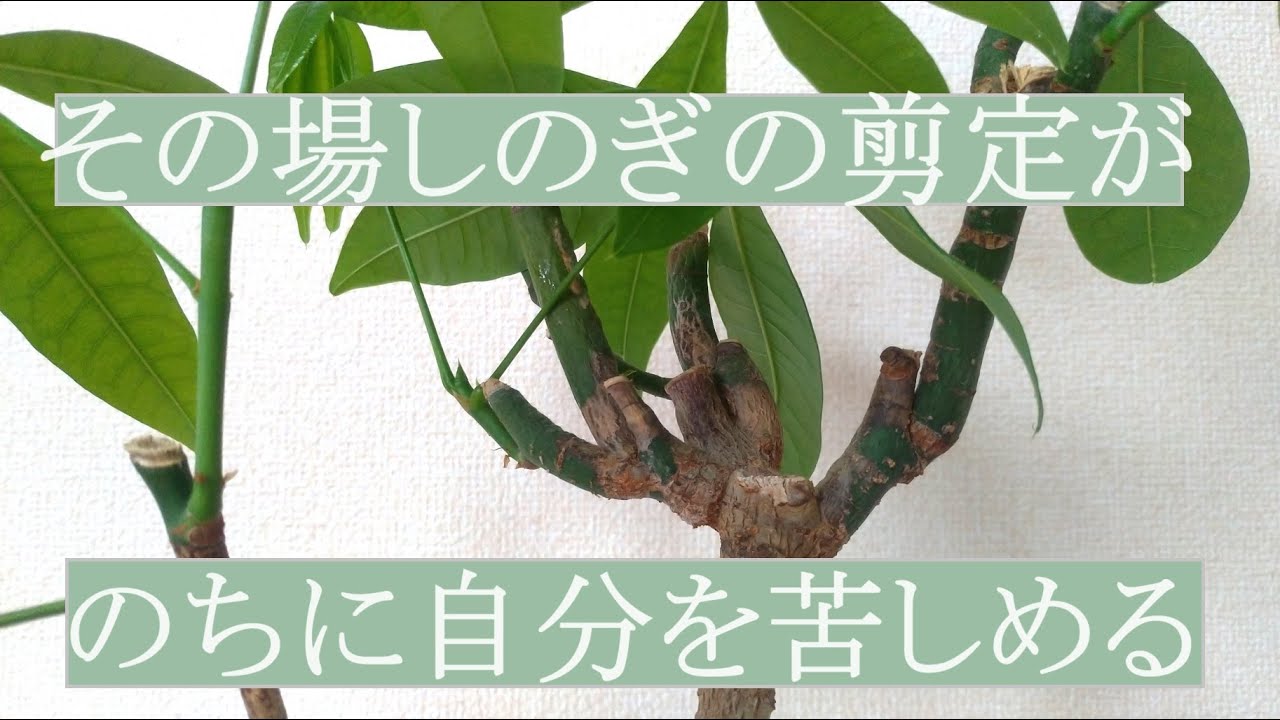 剪定の大切さ｜忌み枝は早めに対処｜切り詰め刈込は極力避ける｜３月上旬｜実家の庭