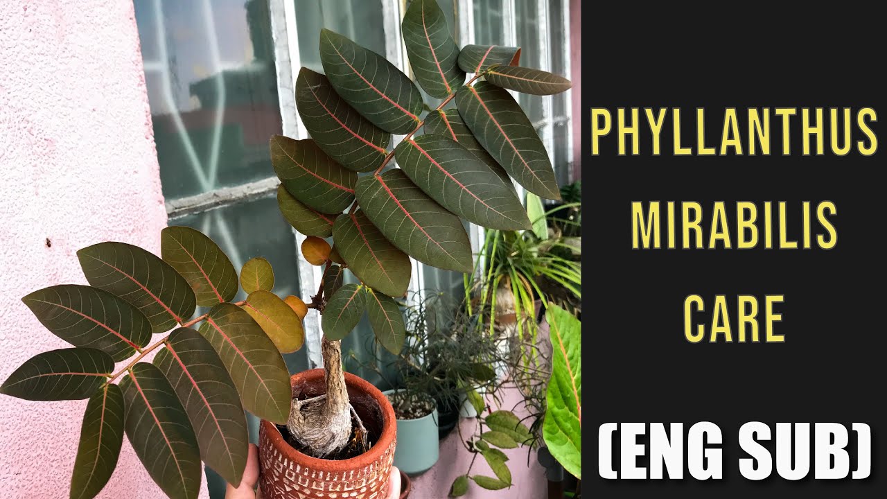 EP24: Phyllanthus mirabilis Care (Eng Sub)