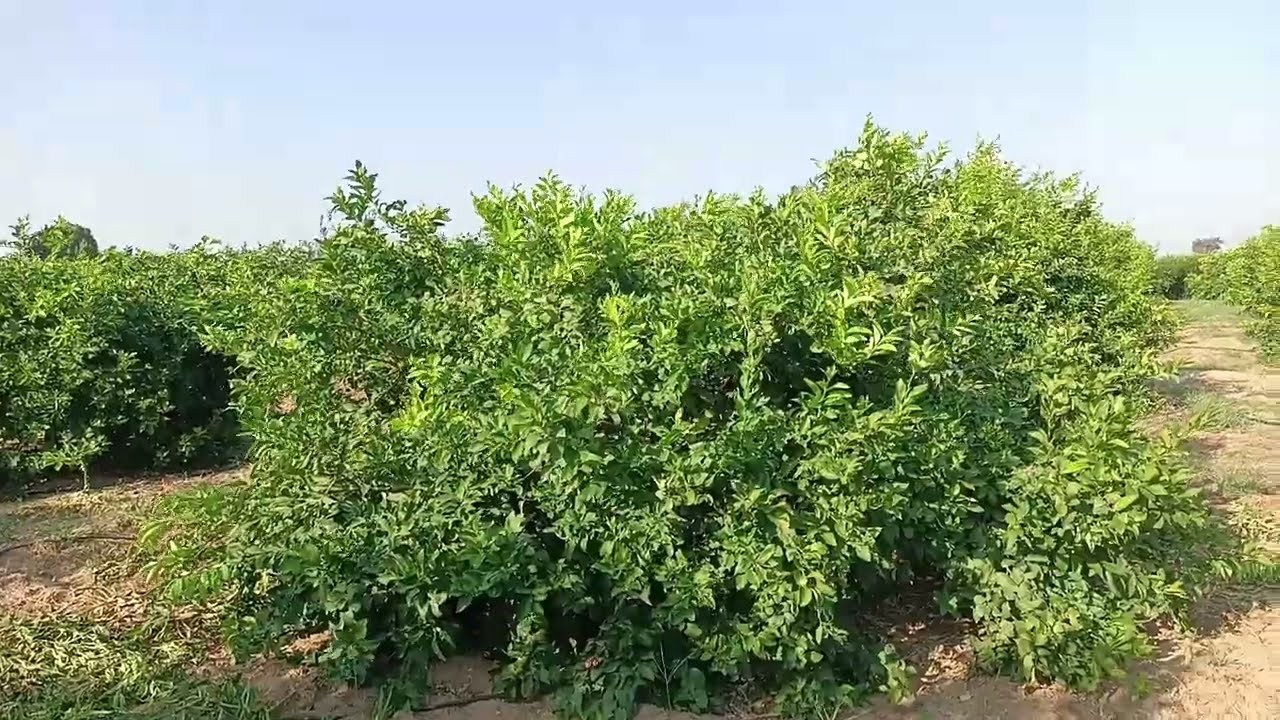 إحترف إنتاج الليمون الأضاليا يوريكا أ