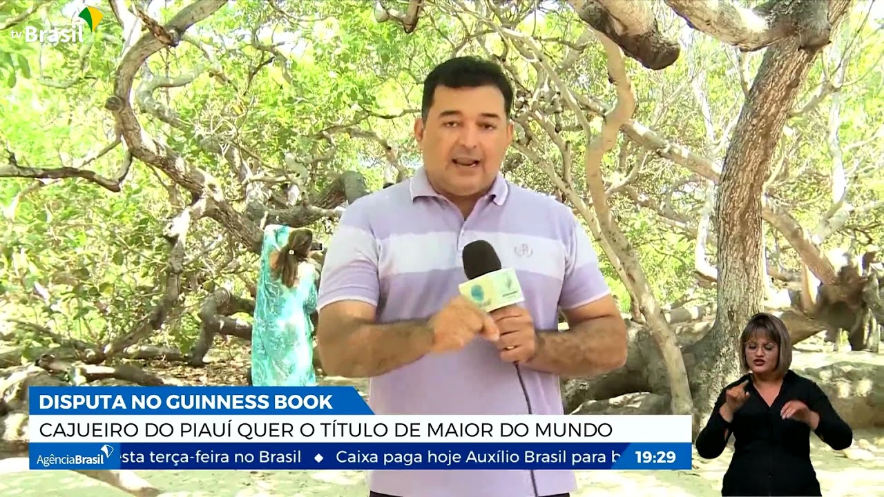 Cajueiro no Piauí quero o título de maior do mundo