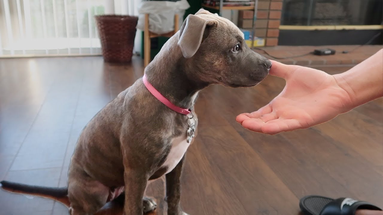 Our Pitbull Puppy Knows Sign Language!