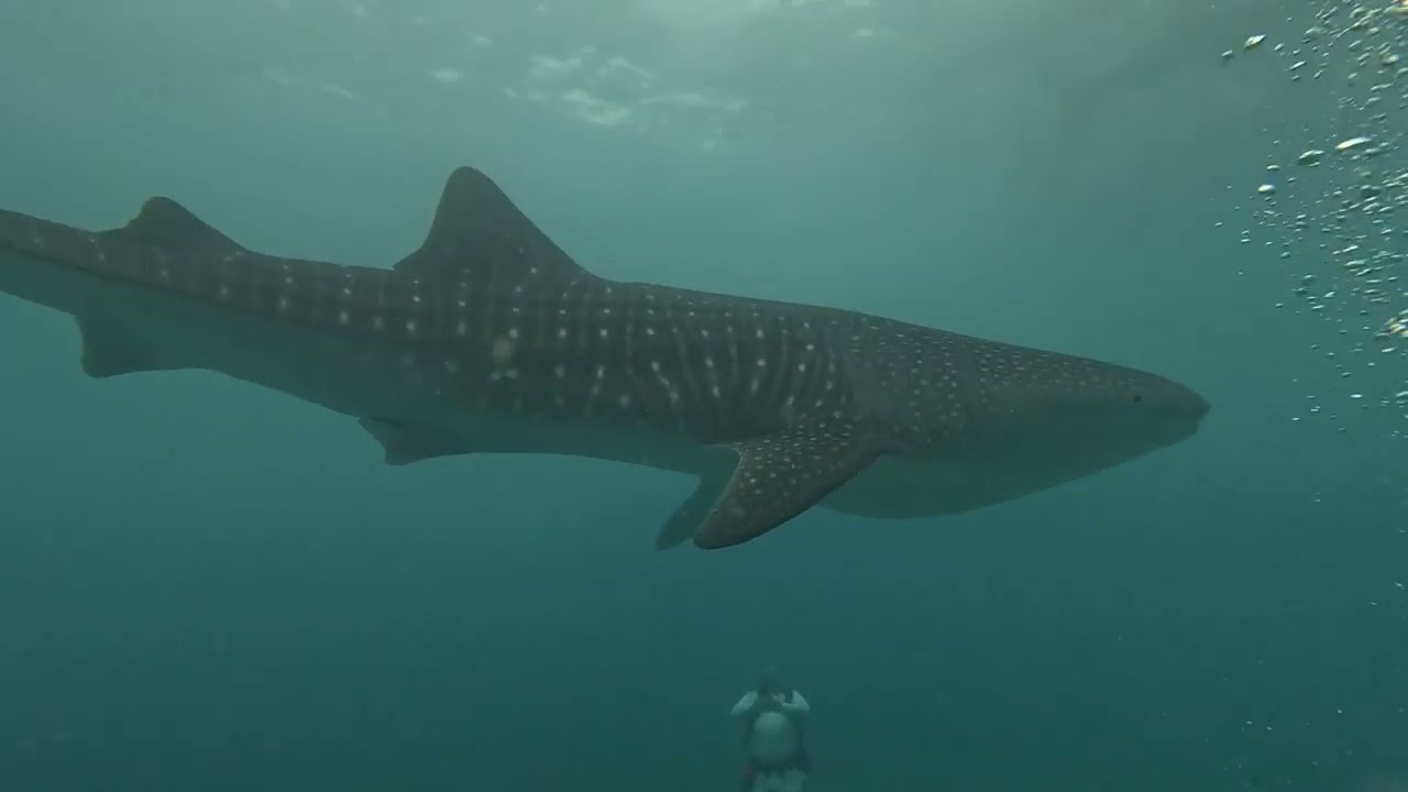Scuba Diving the Philippines 