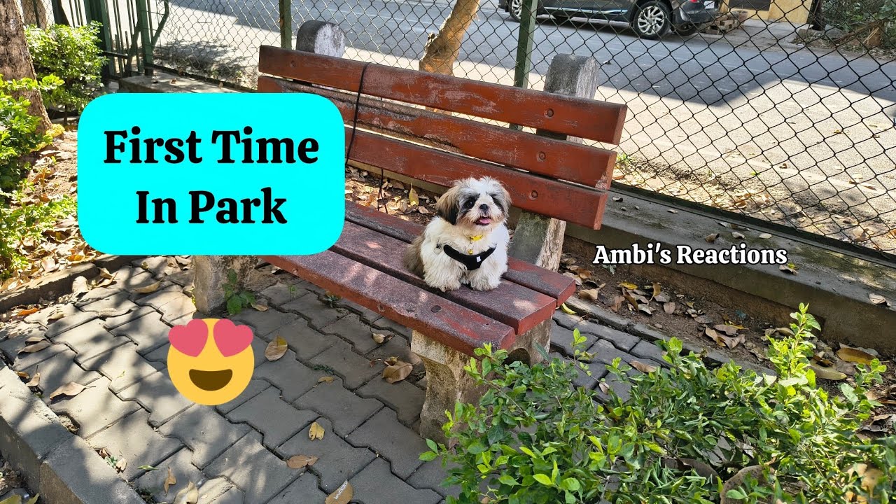 First Time Park Experience of Our Shih Tzu Puppy Ambi 🌿🐶