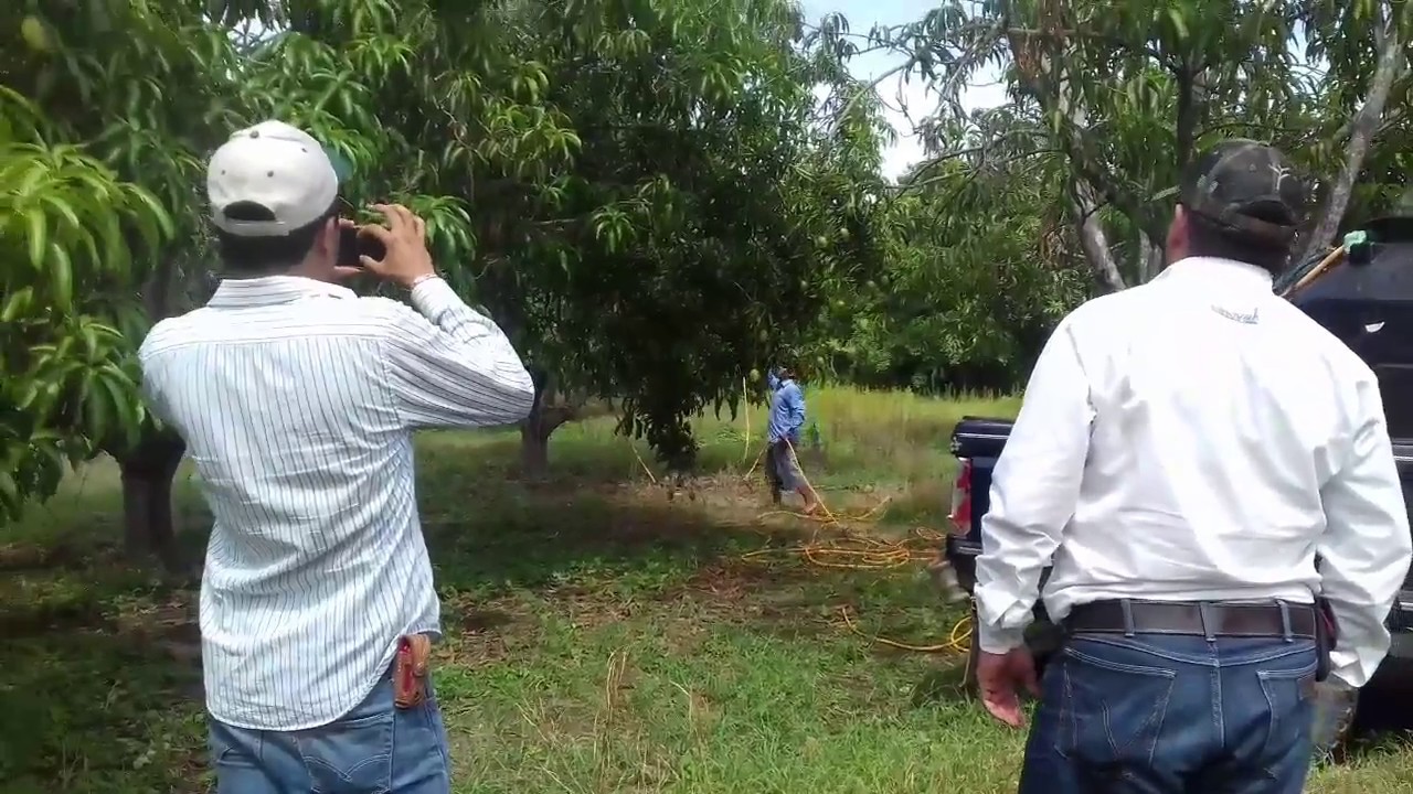 Tratamiento del mango contra hongos