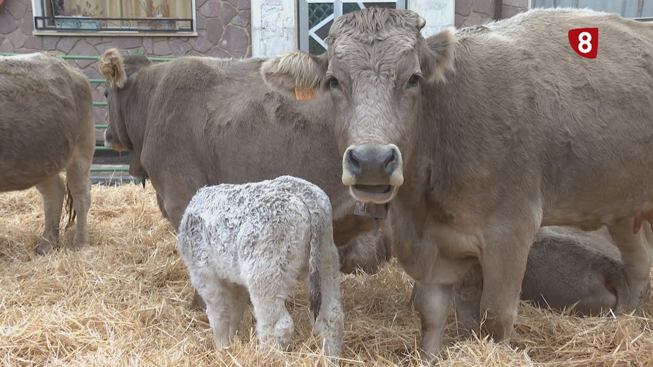 Feria de ganado en Cervera de Pisuerga