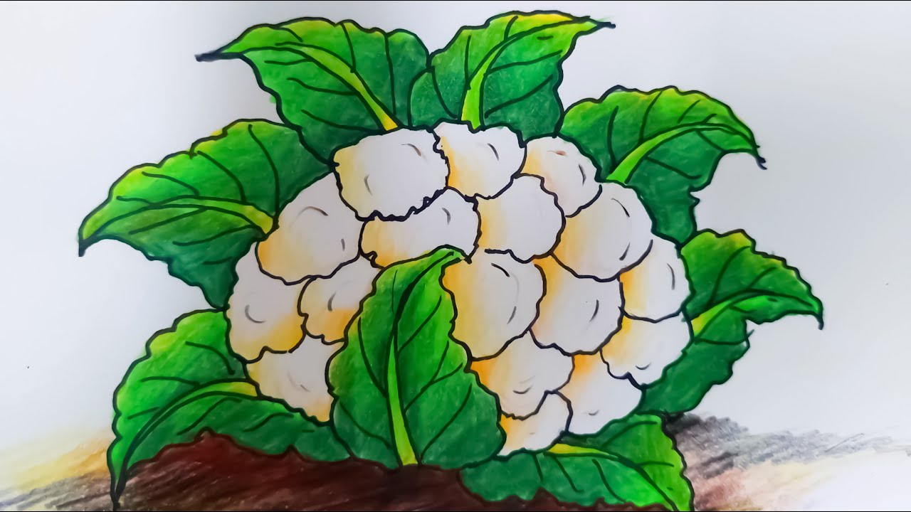 Easy Cauliflower Drawing || How to draw a Cauliflower step by step