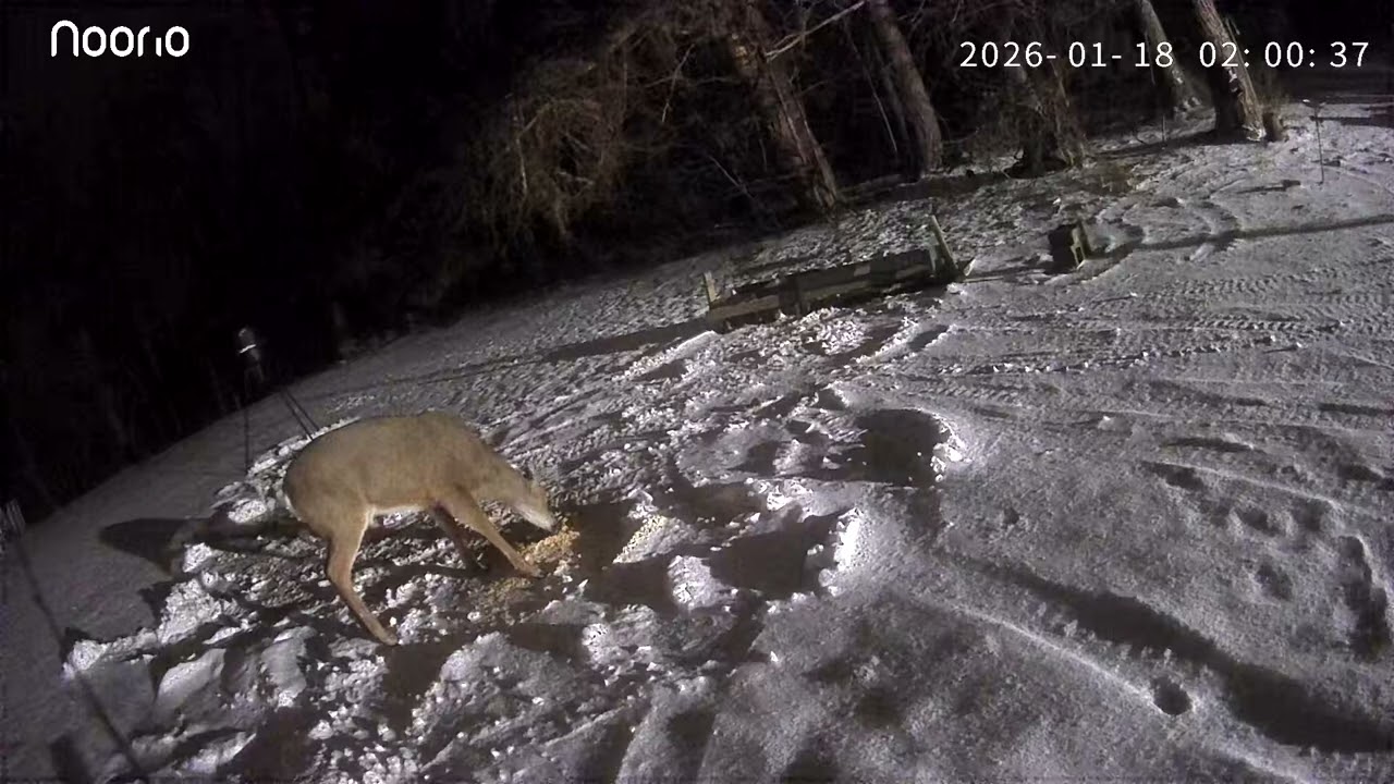 Buck out tonight having some corn.