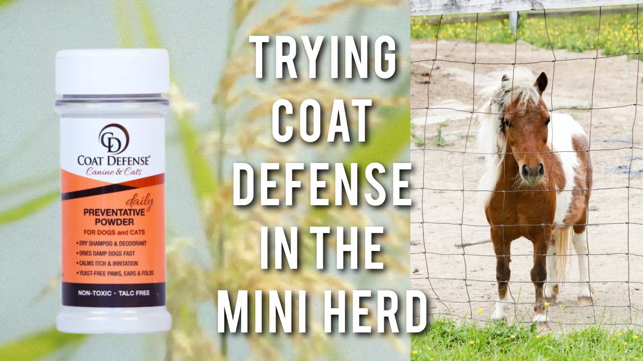 Using Coat Defense for Miniature Horses