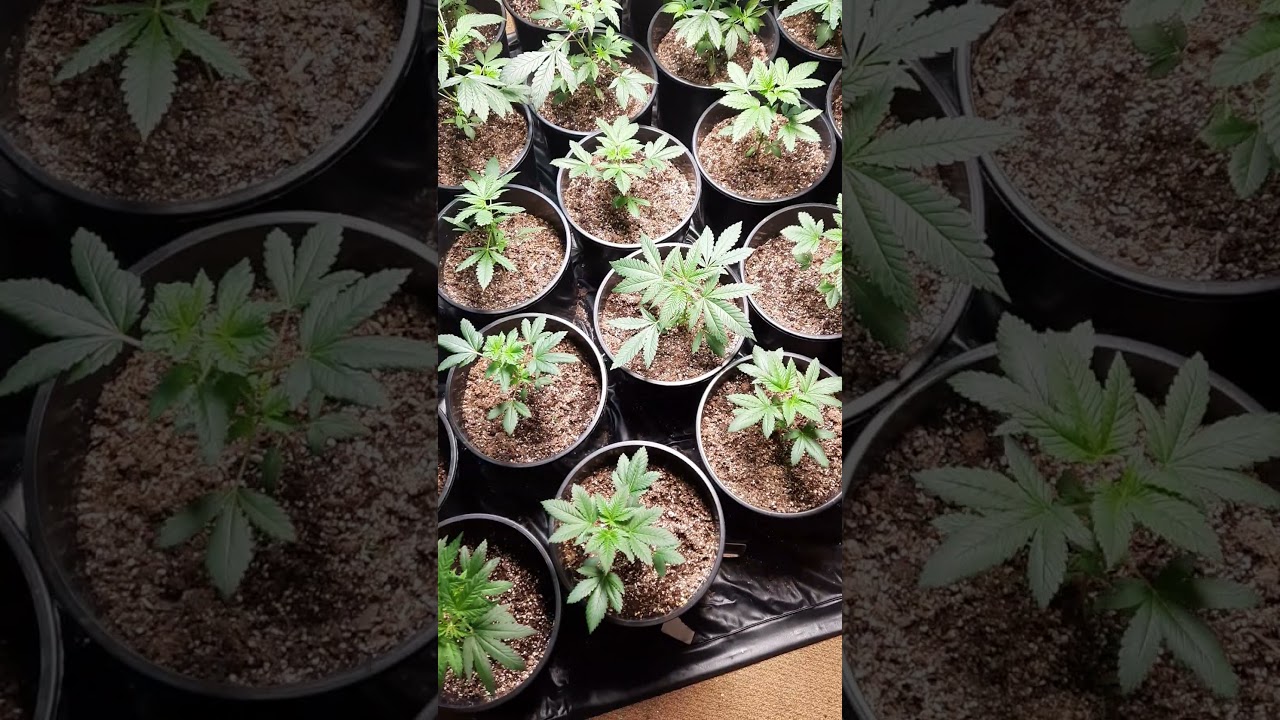 Bc Bud depot seeds week 5