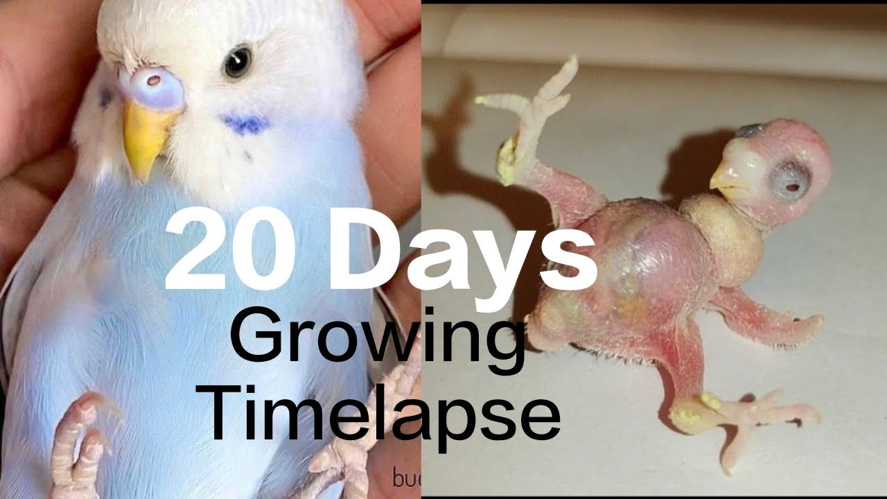 BUDGIE GROWTH STAGES || First 20 days of babies timelapse