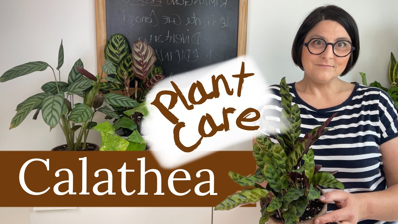 Come prendersi cura della Calathea |marantaceae| coltivazione Calathea