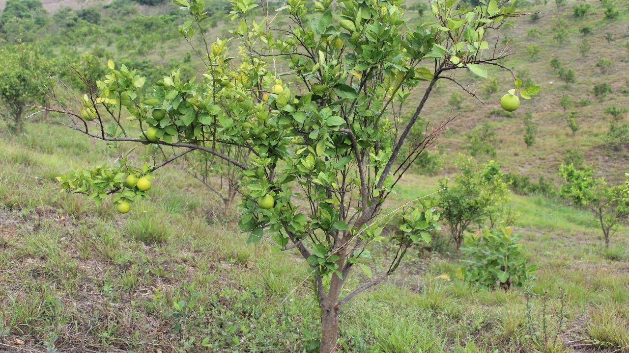 Cómo Cuidar tus Plantas de Naranja