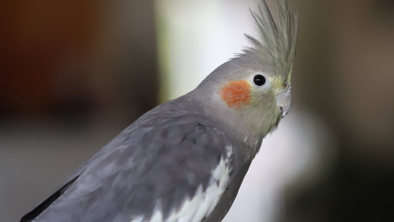 Wie alles begonnen hat mit der Vogelzucht