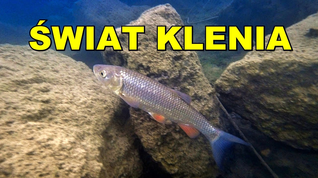 NURKOWANIE KAMIENIOŁOM KOPARKI JAWORZNO 06.08.2023