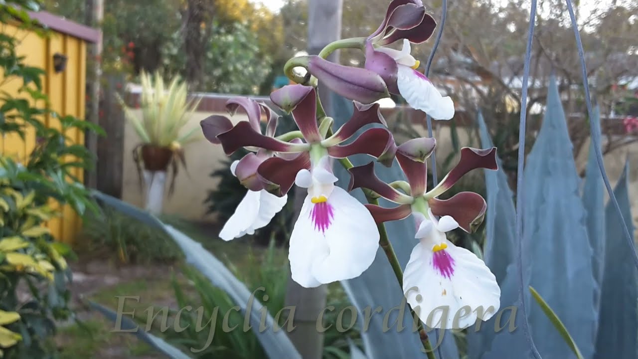 Pretty Encyclia Cordigera blooms on Christmas Day 2021, along with Blc Booth Lee Venice