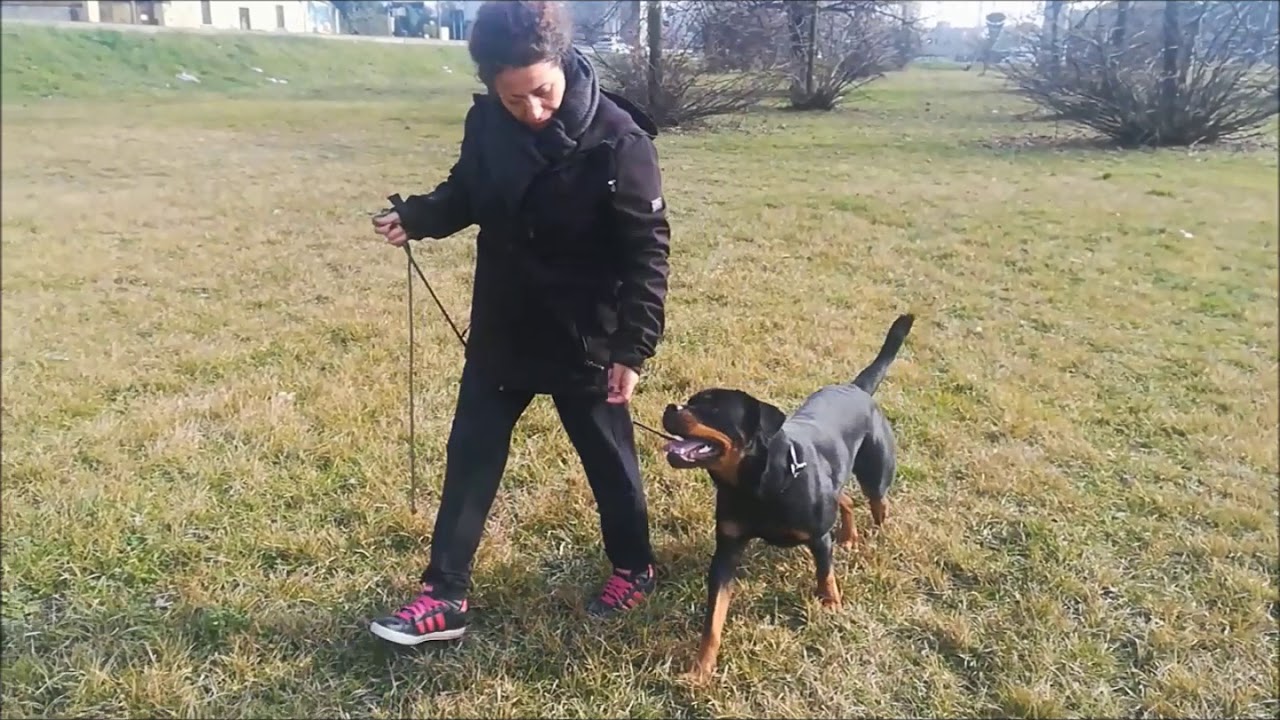 corso addestramento rottweiler